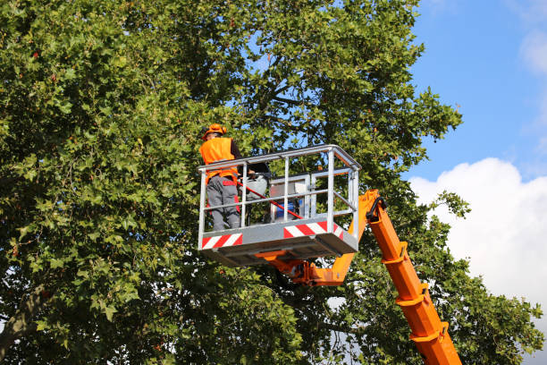 Best Emergency Tree Removal  in Germantown Hls, IL